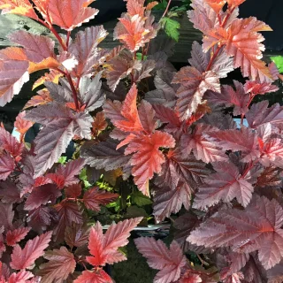 Purppuraheisiangervo