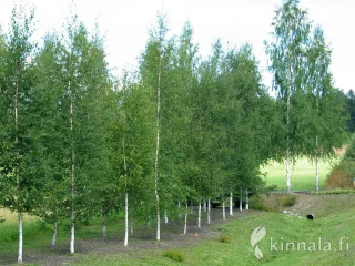 Rauduskoivu (150-250 cm)