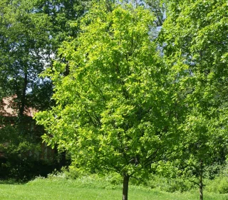 Tammi (150-250 cm)