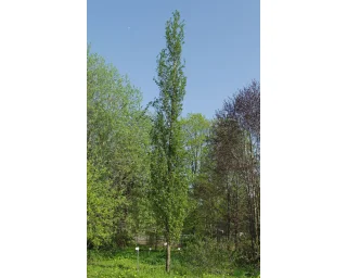 Pilaritervaleppä (150-200 cm)