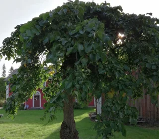 Riippajalava