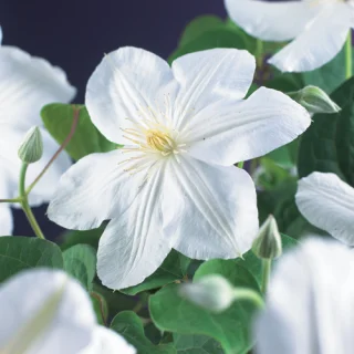 Praktklematis