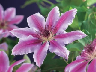 Praktklematis