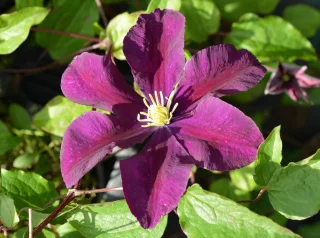 Praktklematis