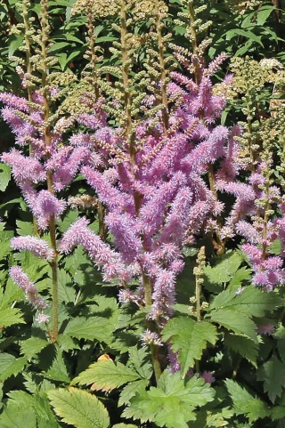 Kiinanjaloangervo