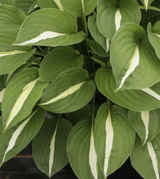 Komeakuunlilja