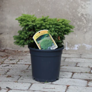 Pikkupesäkuusi (20-25 cm)