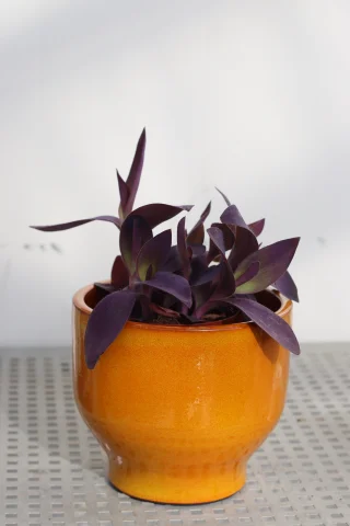 Purpurblad