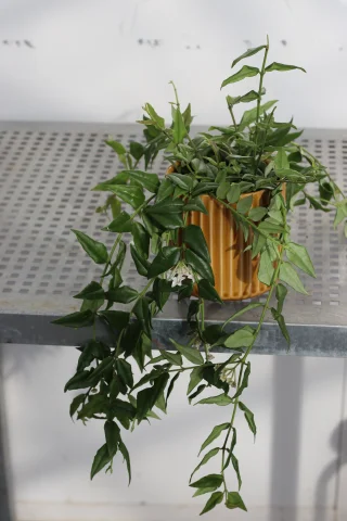 Isoposliinikukka
