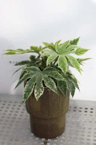 Aralia