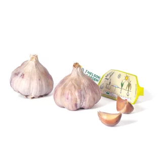Talvivalkosipuli
