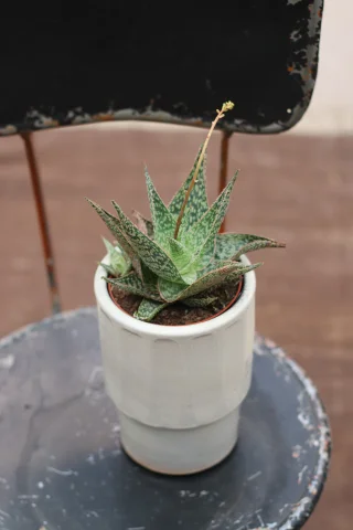 Aloe