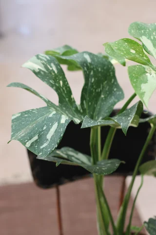 Monstera