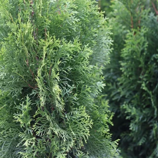 Ädeltuja (80-100 cm)